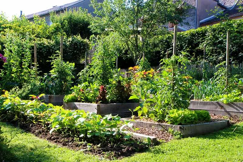 Potager écologique en permaculture, paillage