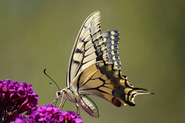 Papillon butinant une fleur de Buddleia dans le jardin écologique